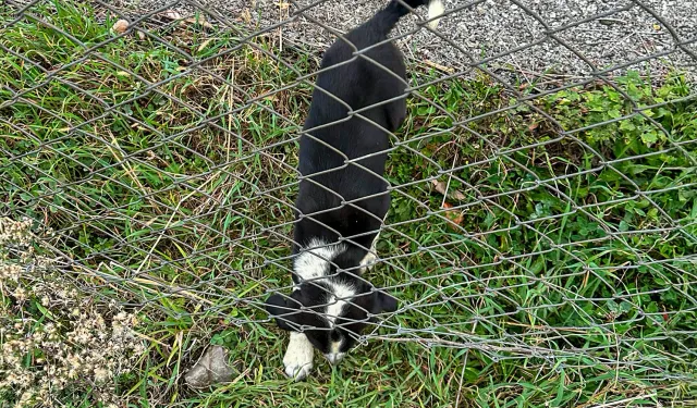 Sakarya'da 11 metrelik çukurdan sağ salim kurtarıldı