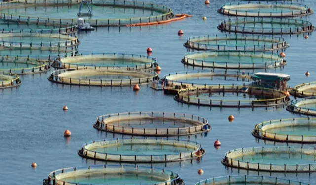 Türkiye, Akdeniz ve Karadeniz su ürünlerinde lider konumda