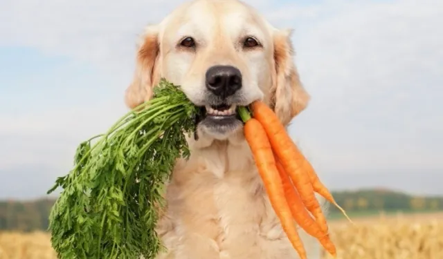 Araştırmalar: Köpeklerin beslenme alışkanlığını değiştirmek, gezegen için insanlarınkine göre daha büyük etki oluşturabilir