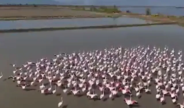 Aydın Söke'de flamingolar ve yaban kuşları için doğaya yardım