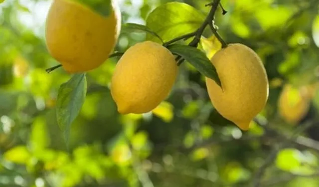 Limon ithalatına kapı açıldı! Limonda 'gümrük' yüzde 10'a düşürüldü
