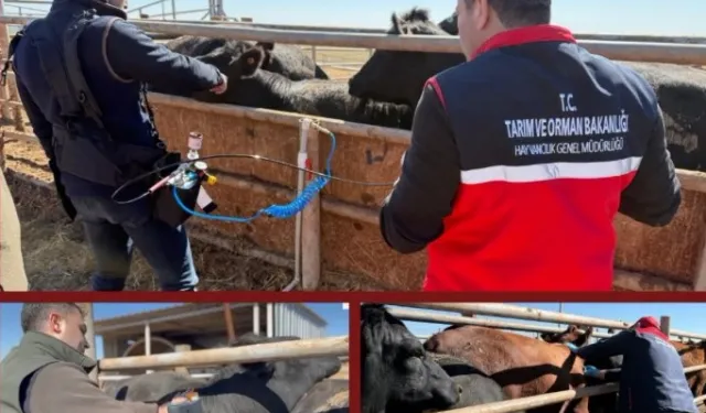 Şap aşısında iğnesiz uygulama deneniyor