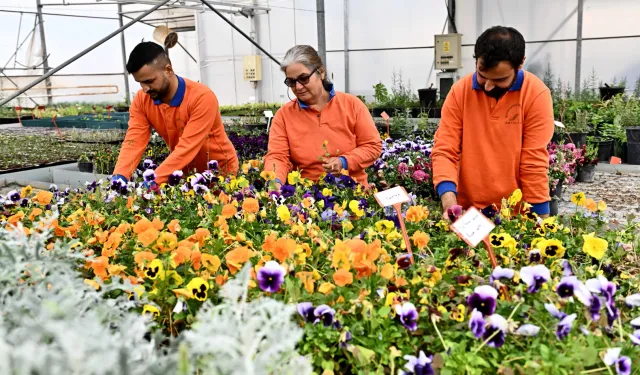 Antalya Muratpaşa'da 130 bin dal çiçek yetiştiriliyor