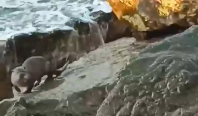 Düzce Akçakoca'da su samuru görüntülendi