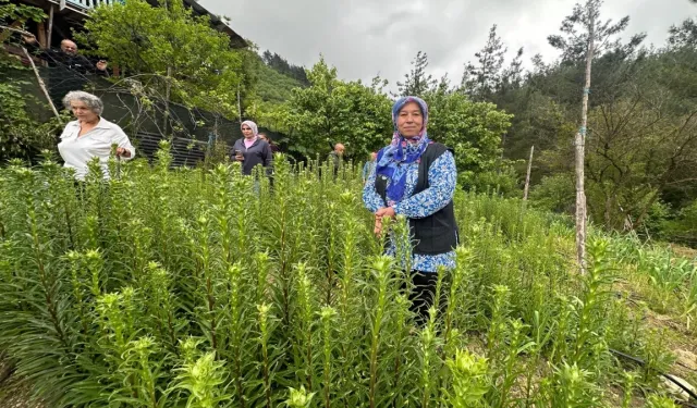 Adana'da 'Ak Zambak'la kadın üretimi ve istihdama katkı