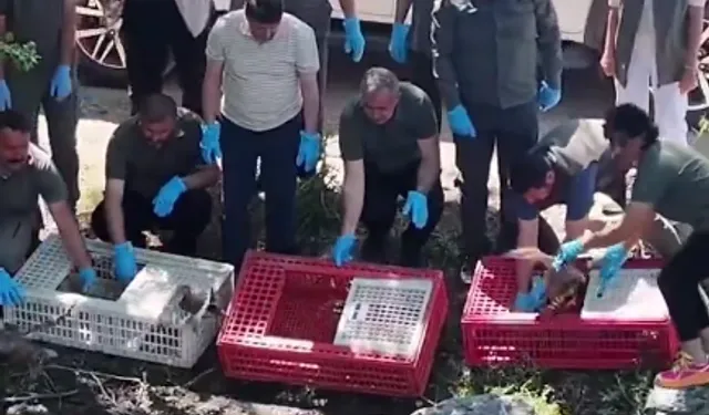 Bursa'da tedavileri tamamlanan yaban hayvanlar doğaya salındı