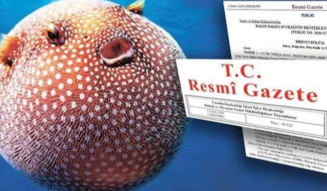 Balon Balığı avcılığı destekleri artırıldı... Zehirli türe destek 35 TL'ye yükseltildi