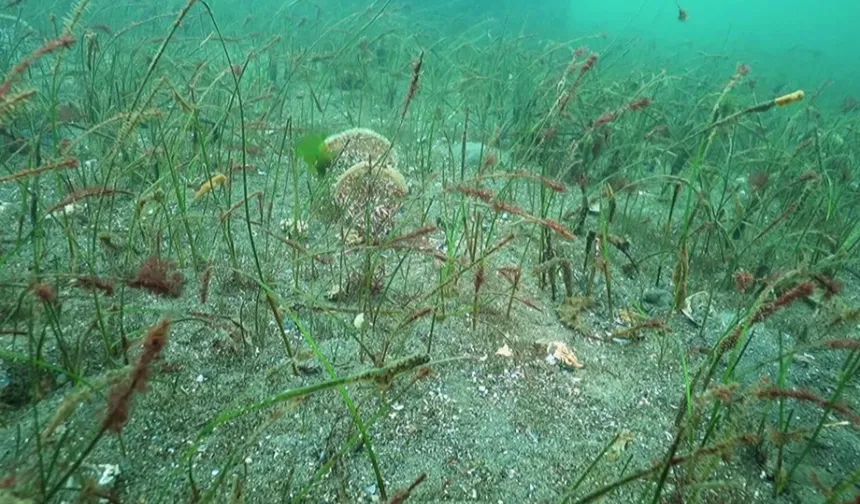Prof. Dr. Sarı'dan Belediye Başkanlarına çağrı: Marmara için denize inin!
